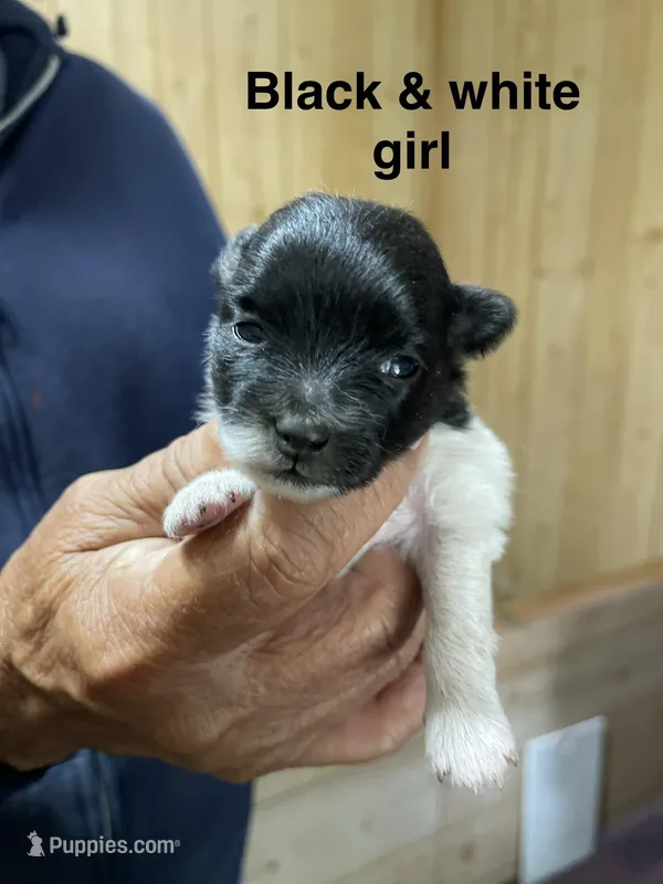 Manda one  – Pomeranian puppy for sale in Boling, TX