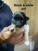 Manda one , a female Pomeranian for sale in Boling, TX – Photo 1 of 3