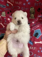 Koda’s boy , a male Pomeranian for sale in Boling, TX – 2 of 5