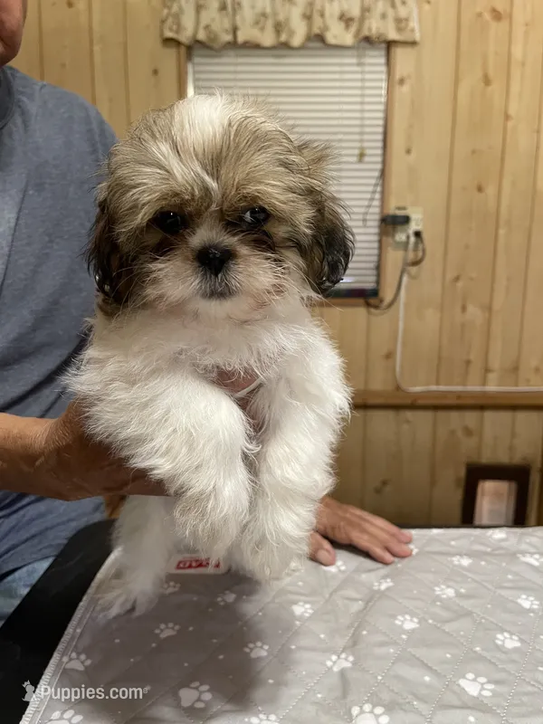 Chloe’s boy 2 – Shih Tzu puppy for sale in Boling, TX