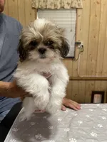 Chloe’s boy 2, a male Shih Tzu for sale in Boling, TX – 1 of 4