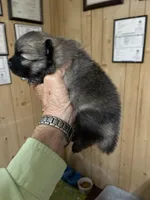 Sable, a female Pomeranian for sale in Boling, TX – Photo 2 of 2