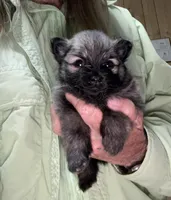 Sable, a female Pomeranian for sale in Boling, TX – Photo 1 of 2