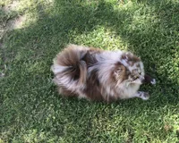 Precious Boy, a male Pomeranian for sale in Boling, TX – Photo 4 of 8