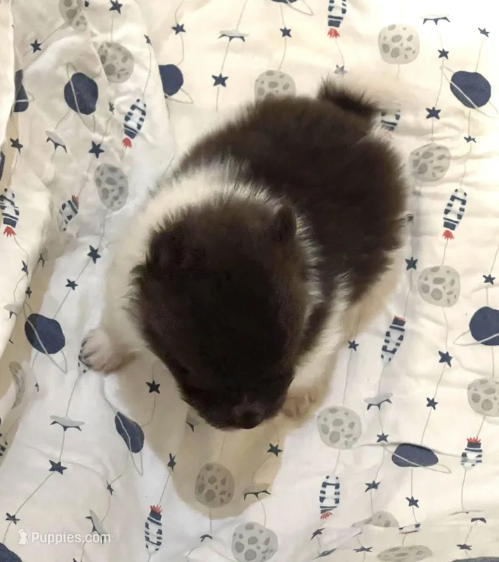 Precious Boy, a male Pomeranian for sale in Boling, TX – Photo 1 of 8