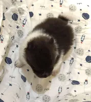 Precious Boy, a male Pomeranian for sale in Boling, TX – Photo 1 of 8