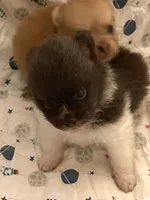 Precious Boy, a male Pomeranian for sale in Boling, TX – Photo 2 of 8