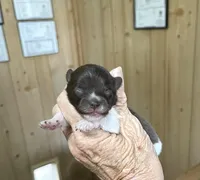 Precious Boy, a male Pomeranian for sale in Boling, TX – Photo 7 of 8