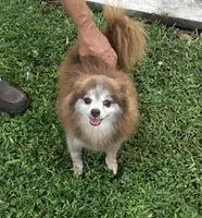 Precious Boy, a male Pomeranian for sale in Boling, TX – Photo 5 of 8