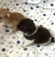 Precious Boy, a male Pomeranian for sale in Boling, TX – Photo 3 of 8