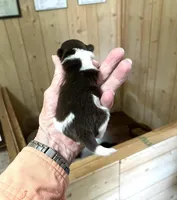 Precious Boy, a male Pomeranian for sale in Boling, TX – Photo 6 of 8