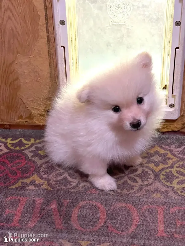 Nala’s boy reduced – Pomeranian puppy for sale in Boling, TX
