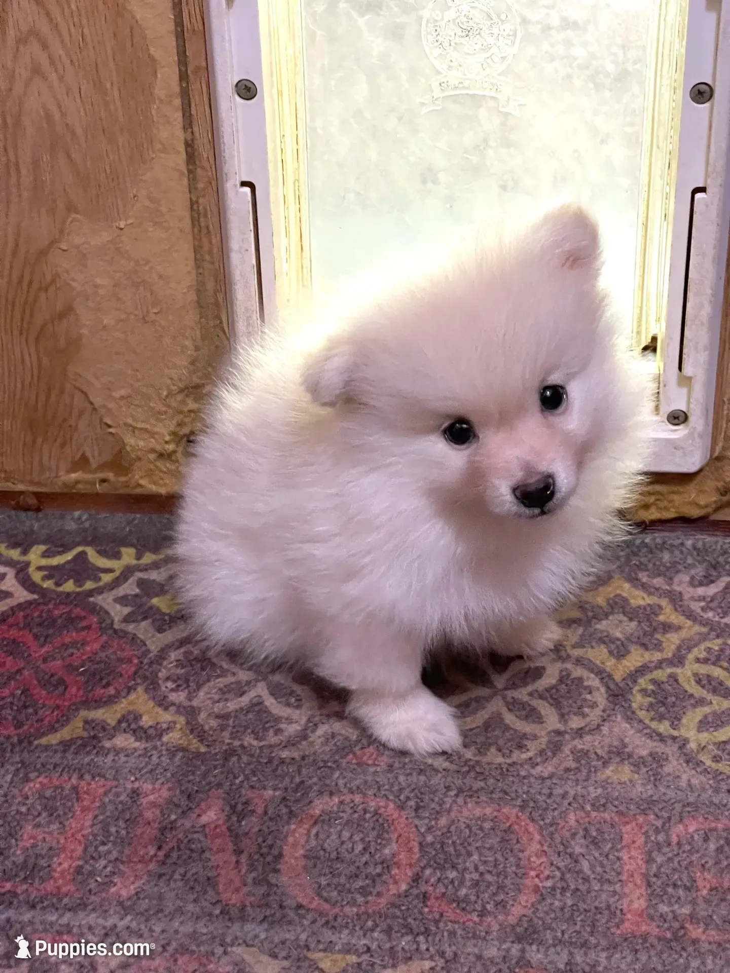 Nala’s boy reduced, a male Pomeranian for sale in Boling, TX – 2 of 5