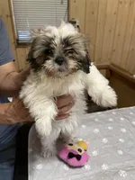 Chloe 2, a female Shih Tzu for sale in Boling, TX – 5 of 5