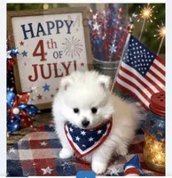Koda’s boy , a male Pomeranian for sale in Boling, TX – 3 of 9