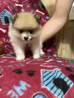 Champ two, a male Pomeranian for sale in Boling, TX – 4 of 4