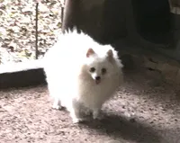 Katie Reduced, a female Pomeranian for sale in Boling, TX – Photo 9 of 9