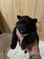 Katie Reduced, a female Pomeranian for sale in Boling, TX – Photo 7 of 9