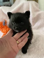 Katie Reduced, a female Pomeranian for sale in Boling, TX – Photo 3 of 9