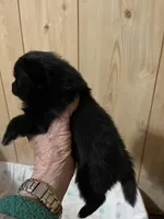 Katie Reduced, a female Pomeranian for sale in Boling, TX – Photo 5 of 9