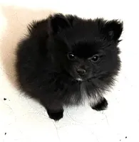 Katie Reduced, a female Pomeranian for sale in Boling, TX – Photo 1 of 9