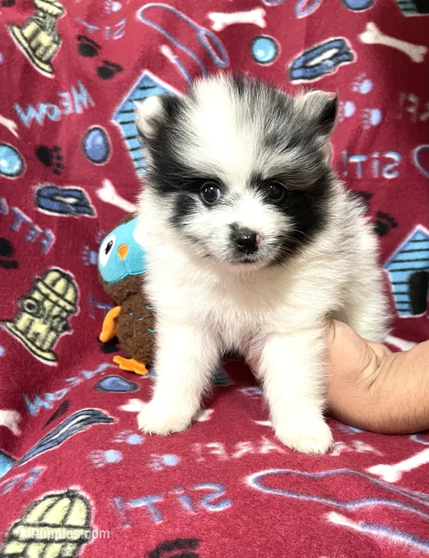 Champ one – Pomeranian puppy for sale in Boling, TX