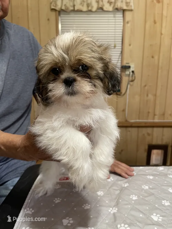 Chloe’s girl one  – Shih Tzu puppy for sale in Boling, TX