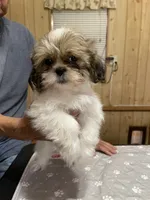 Chloe’s girl one , a female Shih Tzu for sale in Boling, TX – 1 of 2