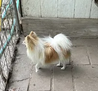 Koda’s boy , a male Pomeranian for sale in Boling, TX – 9 of 9