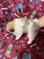 Champ two, a male Pomeranian for sale in Boling, TX – 3 of 4