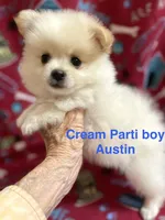 Manda’s white Parti , a male Pomeranian for sale in Boling, TX – 3 of 9