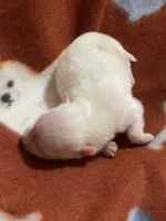 Snowman, a male Pomeranian for sale in Boling, TX – Photo 4 of 5