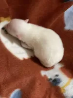 Snowman, a male Pomeranian for sale in Boling, TX – Photo 3 of 5