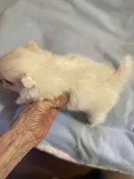 Snowman, a male Pomeranian for sale in Boling, TX – 3 of 10
