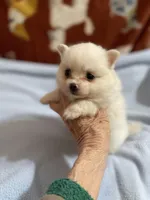 Snowman, a male Pomeranian for sale in Boling, TX – 4 of 10