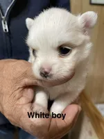 Snowman, a male Pomeranian for sale in Boling, TX – 9 of 10