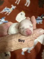 Snowman, a male Pomeranian for sale in Boling, TX – Photo 2 of 5