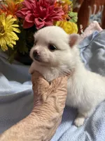 Snowman, a male Pomeranian for sale in Boling, TX – 5 of 10