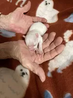 Snowman, a male Pomeranian for sale in Boling, TX – Photo 5 of 5