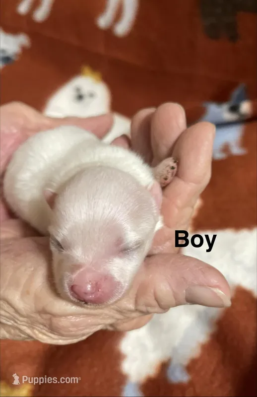 Snowman – Pomeranian puppy for sale in Boling, TX