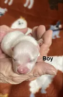 Snowman, a male Pomeranian for sale in Boling, TX – Photo 1 of 5