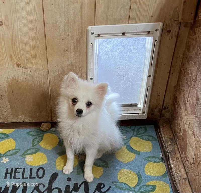 Ranger – Pomeranian puppy for sale in Boling, TX