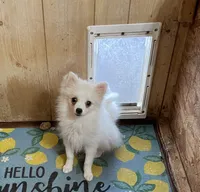 Ranger, a male Pomeranian for sale in Boling, TX – 1 of 4