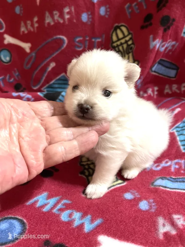 Koda’s boy  – Pomeranian puppy for sale in Boling, TX