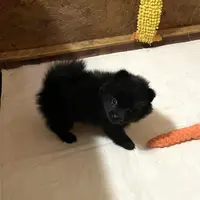 Jazzy (reserved), a female Pomeranian for sale in Boling, TX – Photo 2 of 9