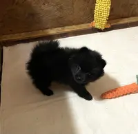 Jazzy (reserved), a female Pomeranian for sale in Boling, TX – Photo 2 of 9