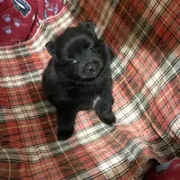 Jazzy (reserved), a female Pomeranian for sale in Boling, TX – Photo 9 of 9