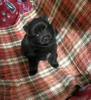 Jazzy (reserved), a female Pomeranian for sale in Boling, TX – Photo 9 of 9