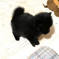 Jazzy (reserved), a female Pomeranian for sale in Boling, TX – Photo 5 of 9