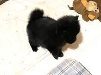 Jazzy (reserved), a female Pomeranian for sale in Boling, TX – Photo 5 of 9